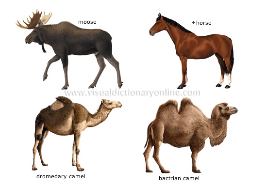 examples of ungulate mammals [5]
