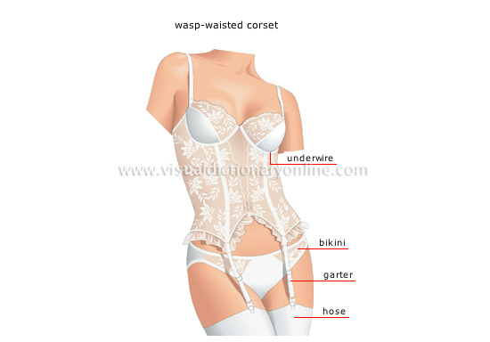 CLOTHING & ARTICLES :: CLOTHING :: WOMEN'S CLOTHING :: UNDERWEAR [3] image  - Visual Dictionary Online