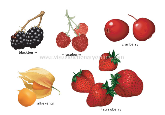 berries [2]
