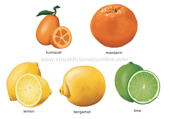 citrus fruits [1]