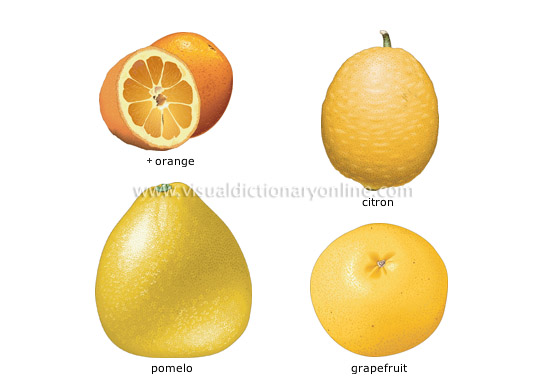 citrus fruits [2]