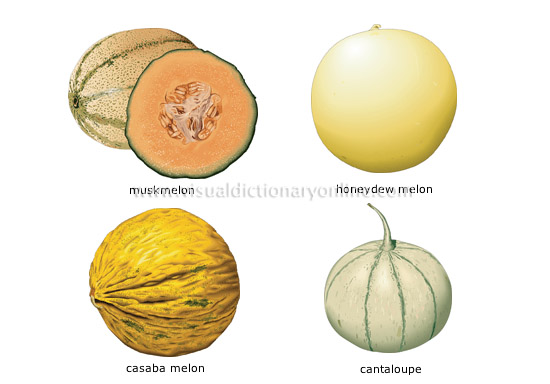 melons [1]