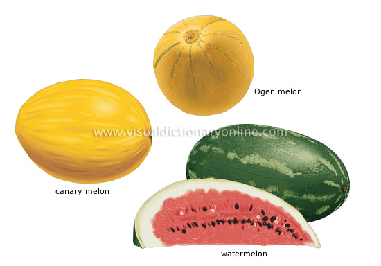 melons [2]