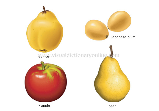 pome fruits