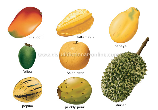 tropical fruits [4]