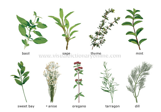 herbs [1]