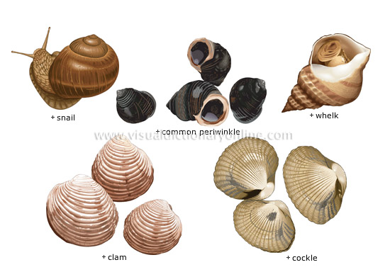 mollusks [3]