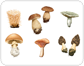 mushrooms��[1]
