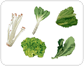 leaf vegetables [1]
