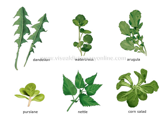 leaf vegetables [5]