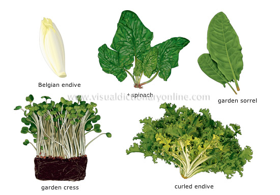 leaf vegetables [6]