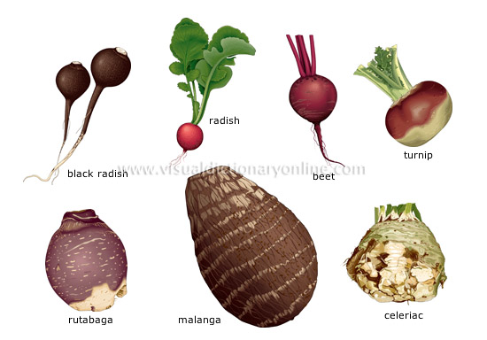 root vegetables [2]