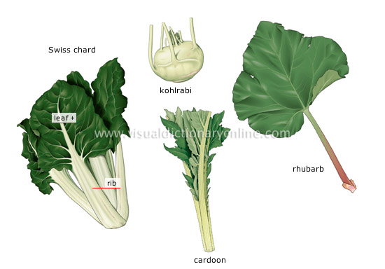 stalk vegetables [2]