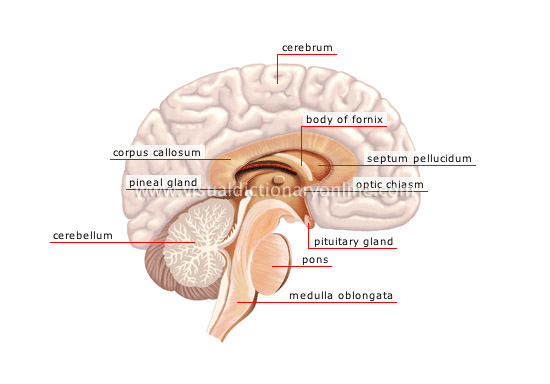 central nervous system [1]