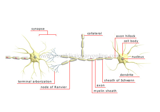 chain of neurons