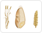 wheat: spike