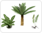 examples of ferns