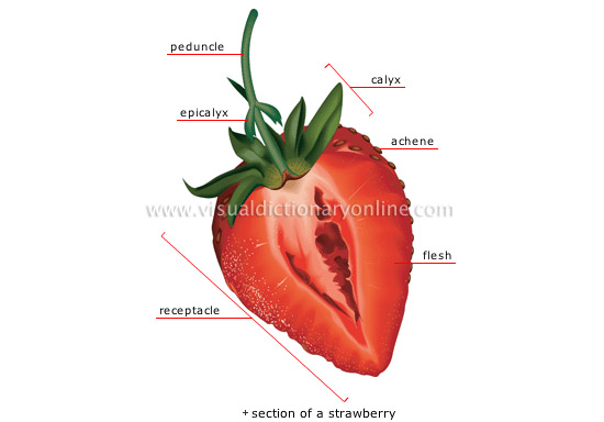 fleshy fruit: berry fruit [3]
